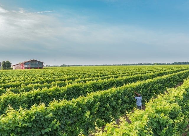 ph_estate_-La-Jara-winery-resized
